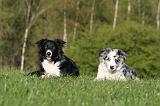 BORDER COLLIE 1518